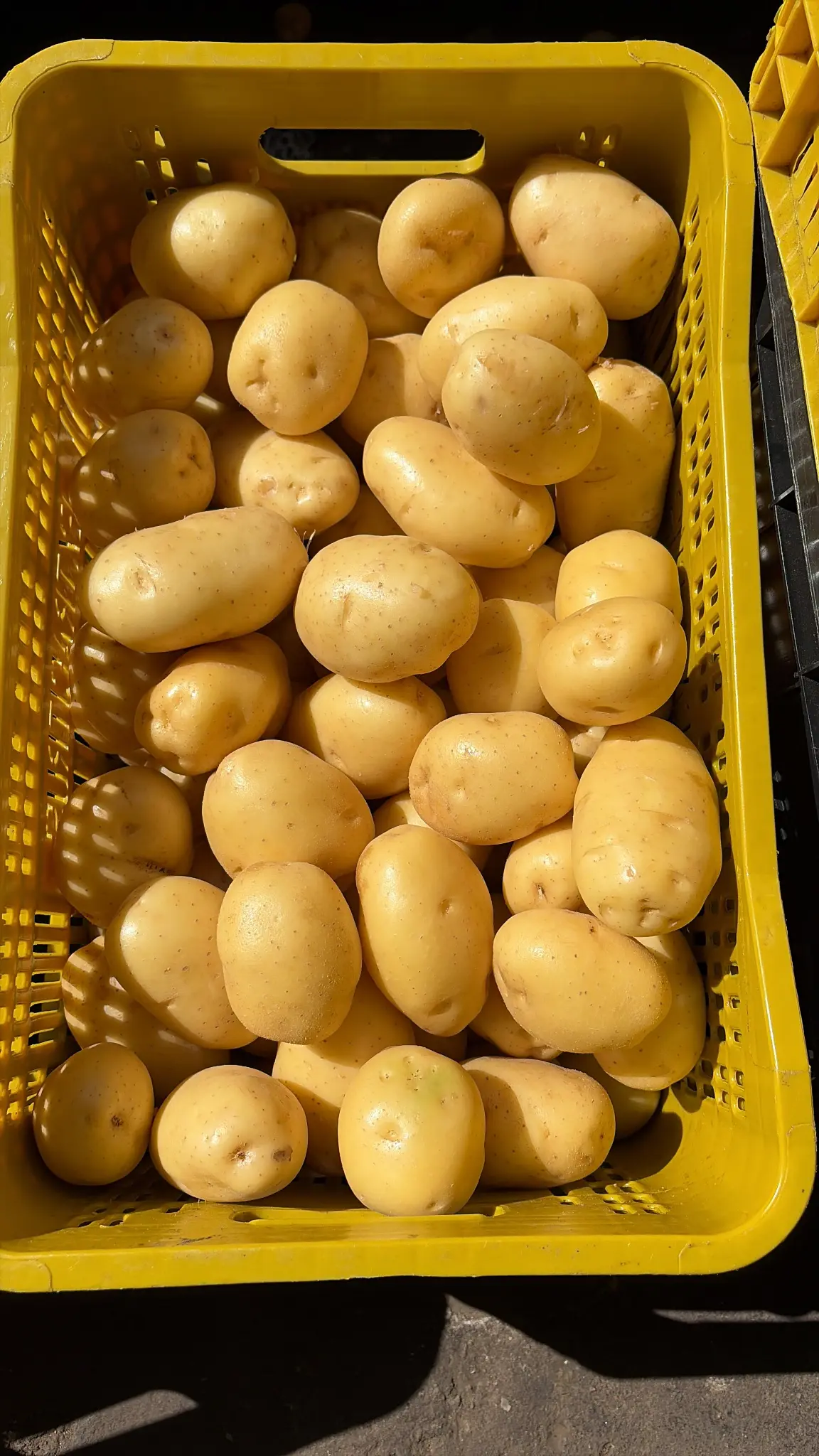 Batata